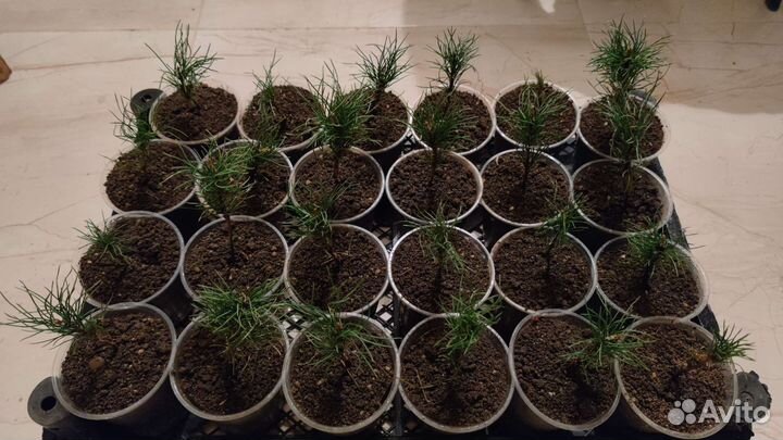 Кедр сибирский вегетир, сосна кедровая сиб 3-летка