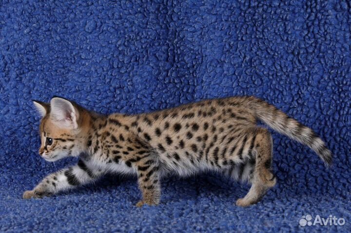 Котята Саванна Ф1 Savannah F1
