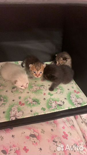 Котята в добрые руки