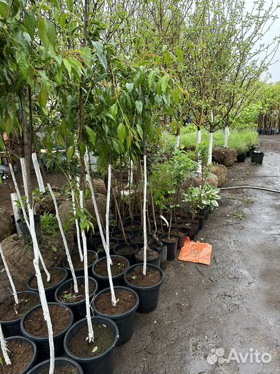 Сакура саженцы