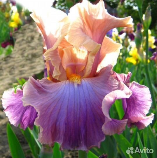 Ирисы бородатые сортовые