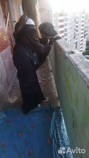 Собака в добрые руки отдам бесплатно