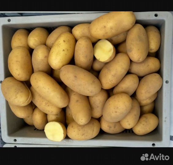 Семенной картофель