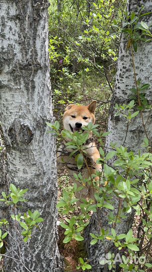 Вязка кобель Сиба Ину