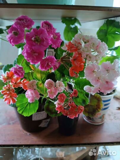 Аглаонемы, эписции, герани идругие комнатные