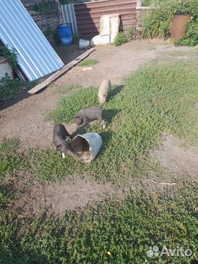 Поросята Кармал