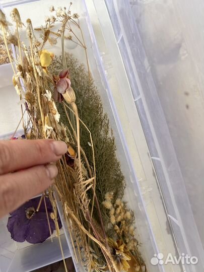 Гербарий сухоцвет