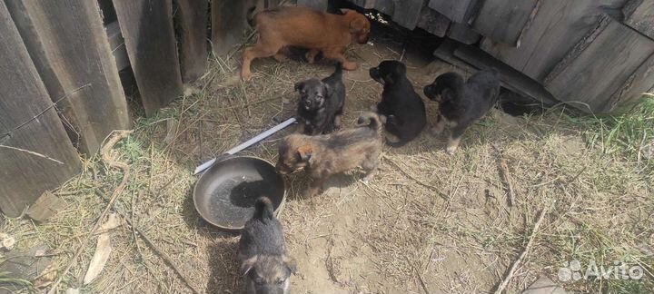 Собаки бесплатно в добрые руки