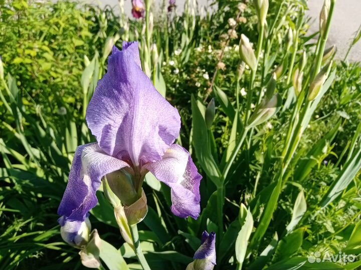 Лилейники, ирисы сортовые и другие растения