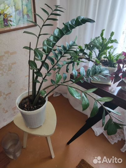 Замиокулькас