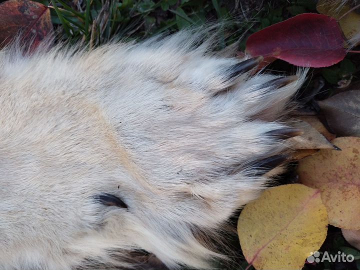 Шкура волка