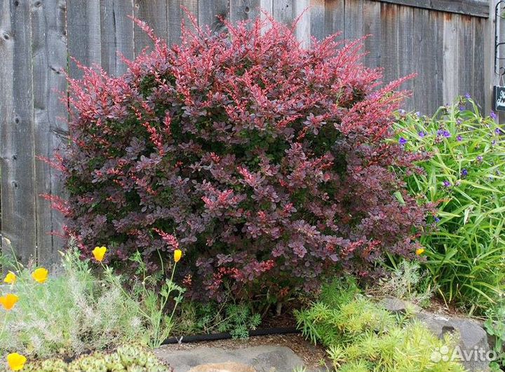 Декоративные кустарники