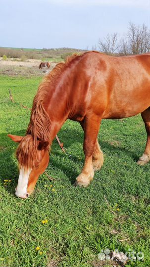 Продажа лошадь жеребец