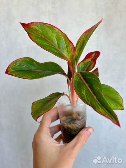 Аглаонема Крит