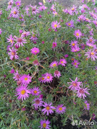 Астра осенняя