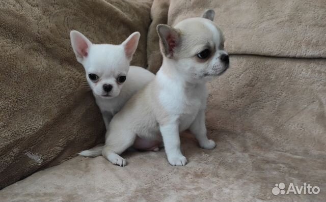 Щенки чихуахуа гладкошерстные купить в Туле | Животные и зоотовары | Авито