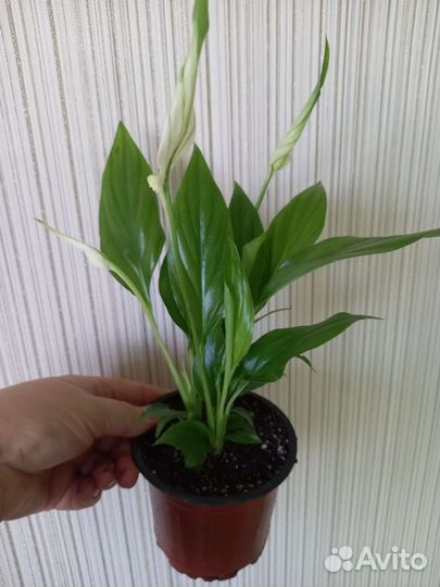 Спатифилиум сциндапсус мкомнатные цветы растения