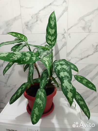 Аглаонема мария