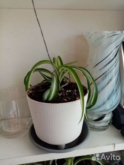 Хлорофитум бонни