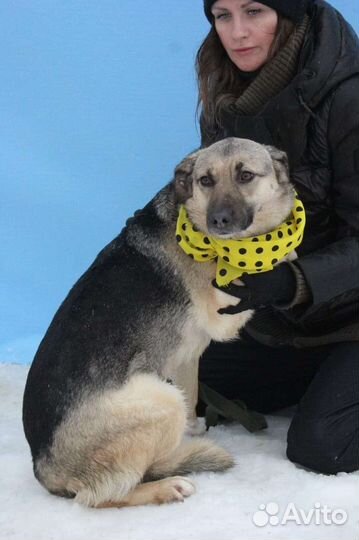 Подарите Октавии домашнее тепло и уют