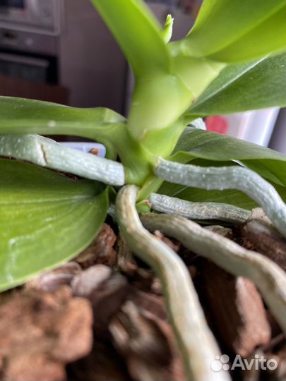 Фаленопсис LD's Bear King 'RH-3'