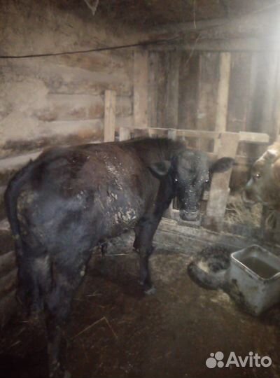 Коровы и быки