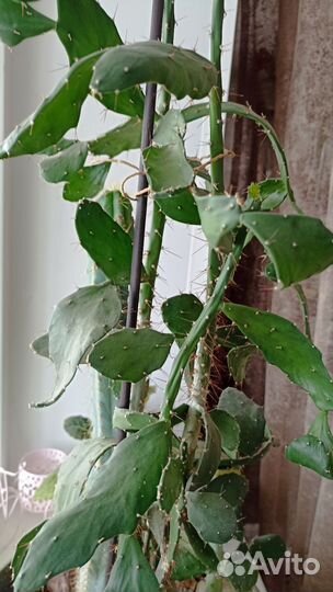 Кактусы и суккуленты