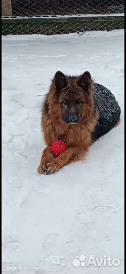 Немецкая овчарка