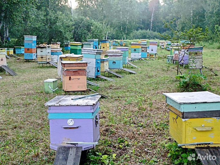 Пчелосемьи на вынос