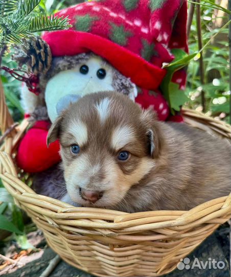 Щенята в добрые руки