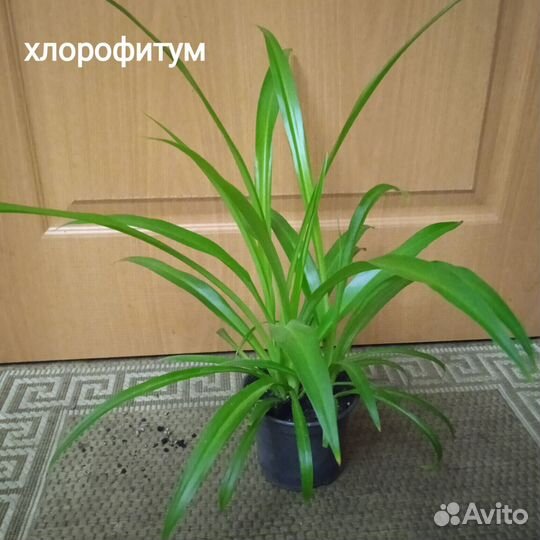 Эпипремнум, хлорофитум, декабрист, традесканция