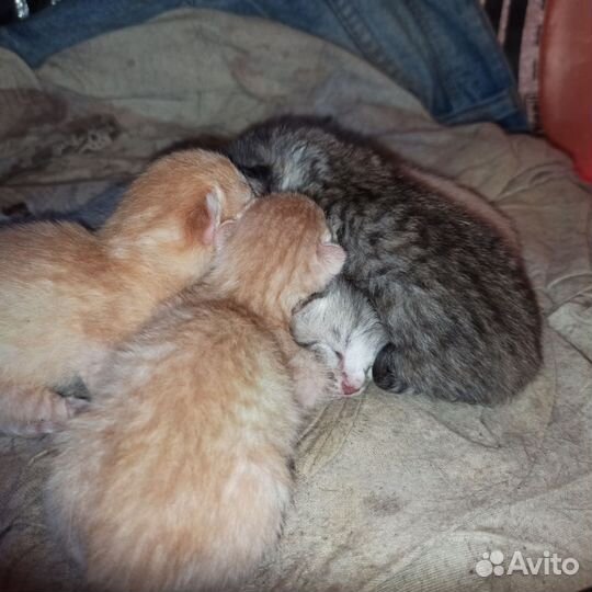 Котята в добрые руки