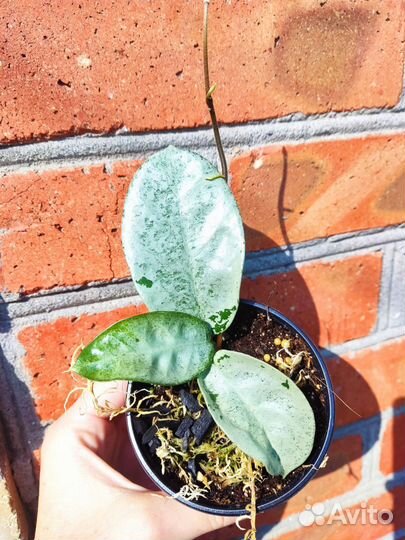 Хойи сортовые редкие