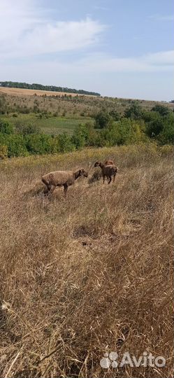 Курдючные бараны овцы