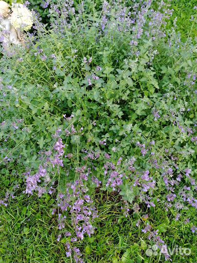 Котовник фассена