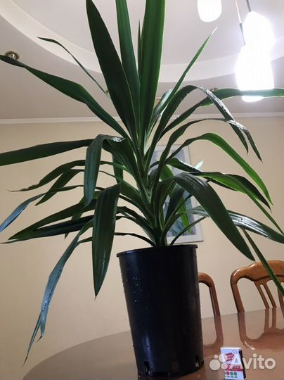 Комнатные цветы юкка