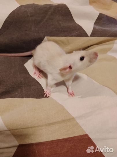 Крыса дамбо и дамбо-рекс