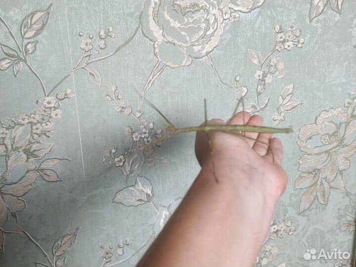 Анамский палочник