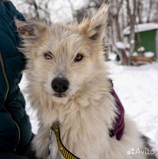 Собака в добрые руки