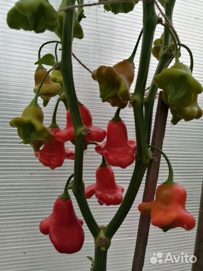 Рассада декоративного перца 