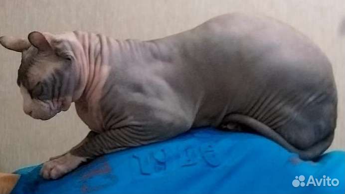 Вязка двуэльф