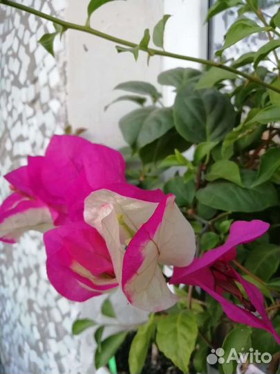 Бугенвиллии разные