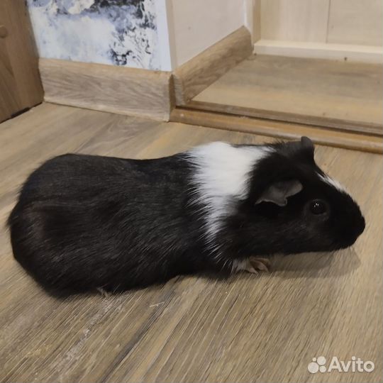 Морская свинка с клеткой