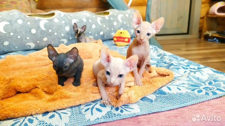 Донской сфинкс котята