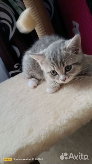 Британские котята