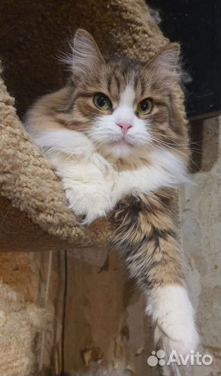 Пушистая кошка
