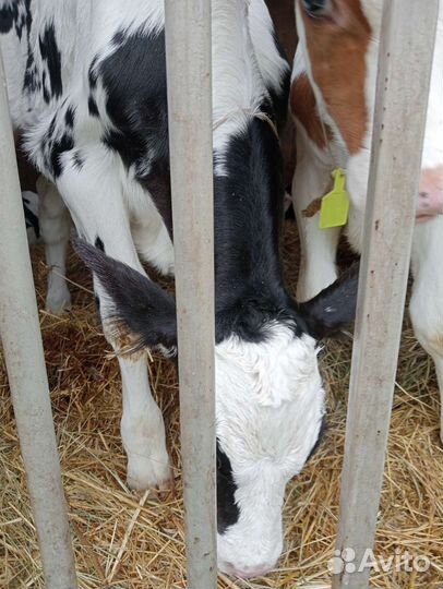 Телята бычки