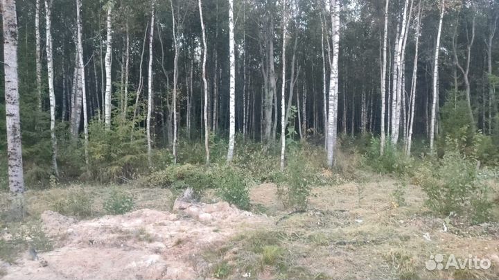 Дрова бесплатно