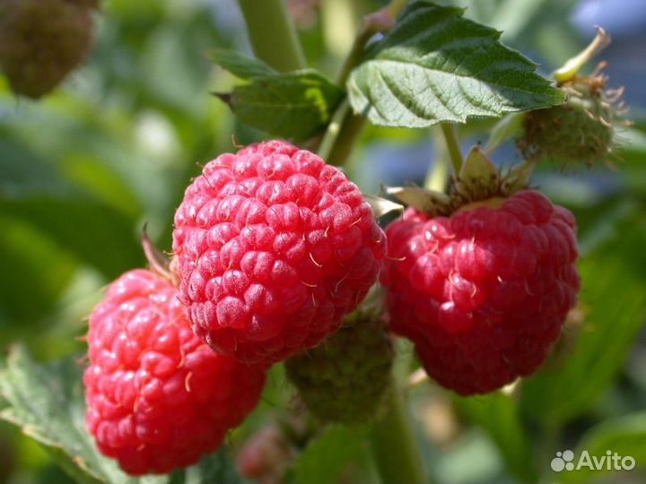 Малина Вишня Слива Клубника