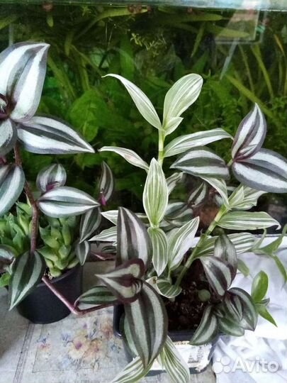 Кактусы и суккуленты